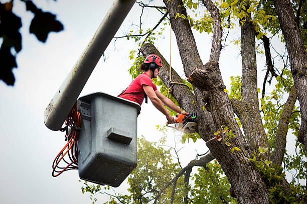 Best Tree Removal Services  in Fort Loramie, OH